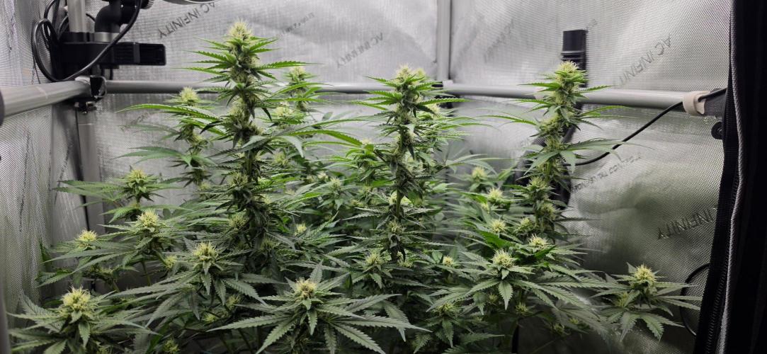 Gorilla Runtz - Living Soil. Week 9