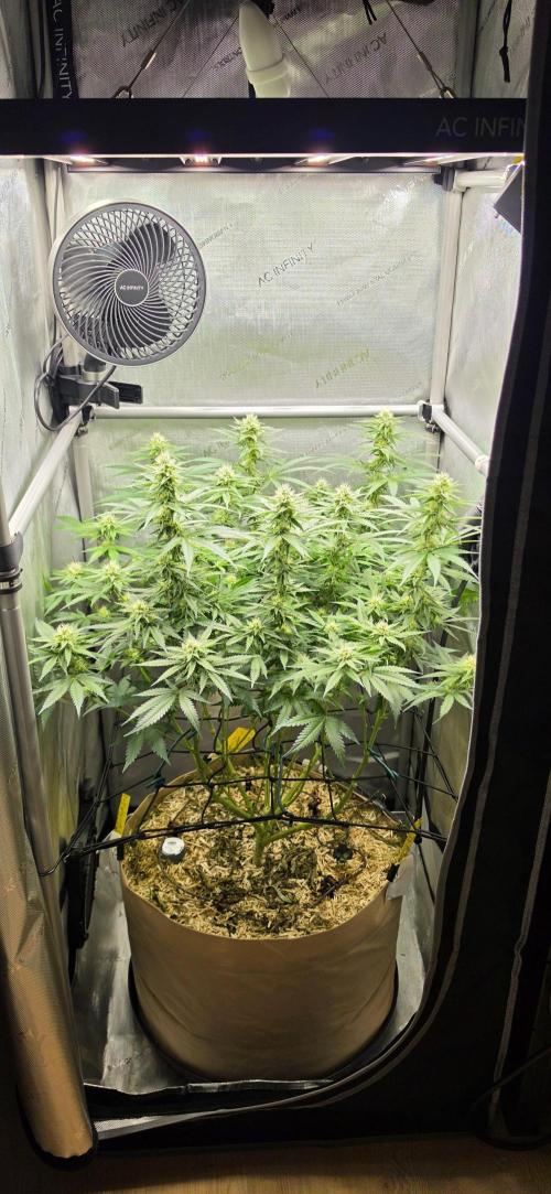 Gorilla Runtz - Living Soil. Week 9
