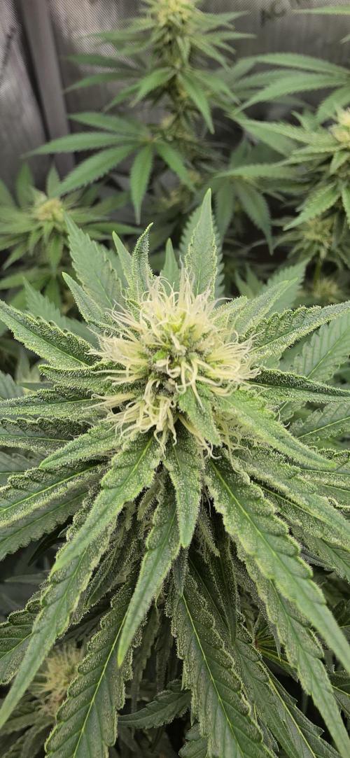 Gorilla Runtz - Living Soil. Week 9