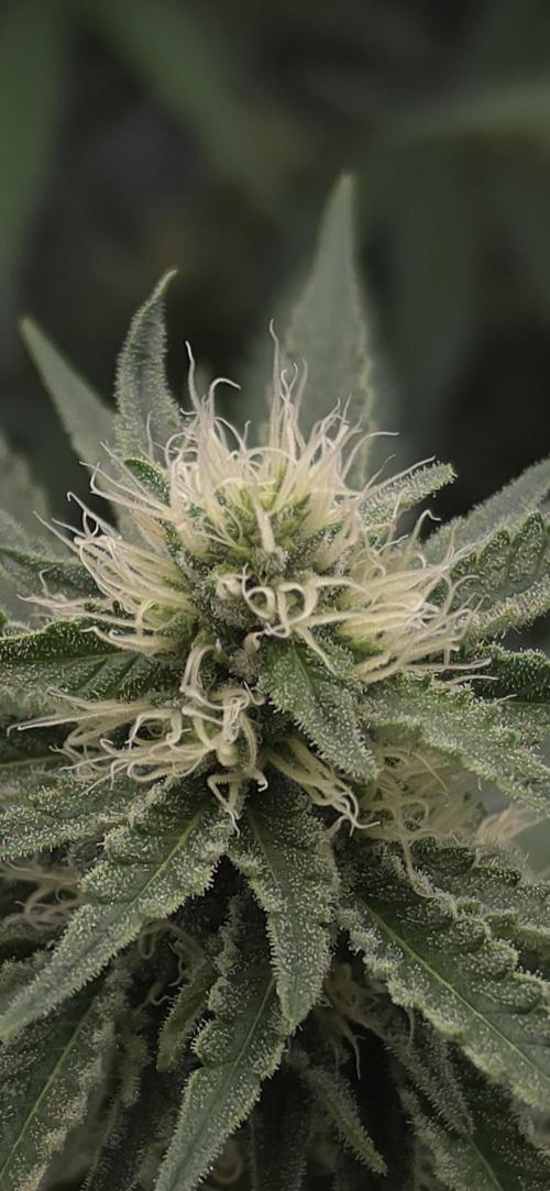 Gorilla Runtz - Living Soil. Week 9