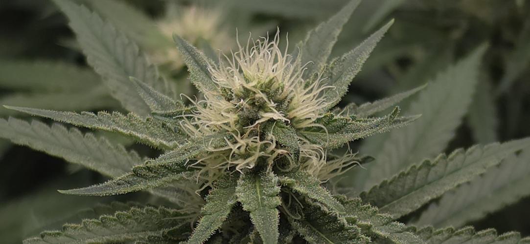 Gorilla Runtz - Living Soil. Week 9