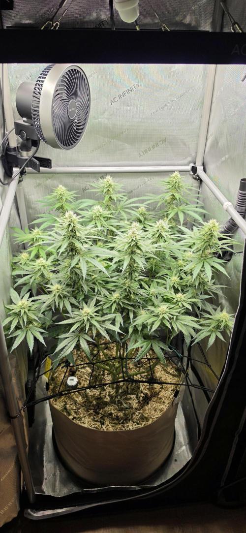 Gorilla Runtz - Living Soil. Week 9