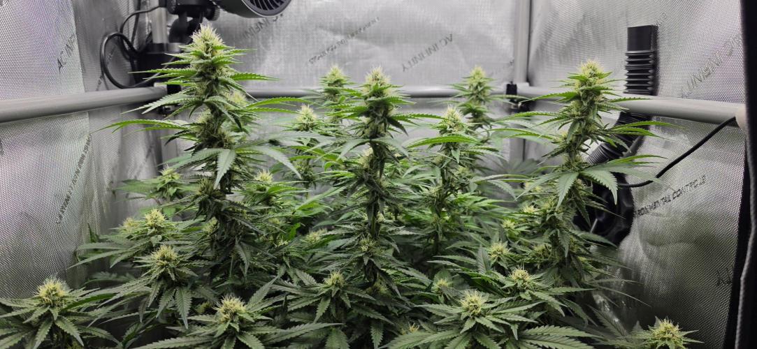 Gorilla Runtz - Living Soil. Week 9