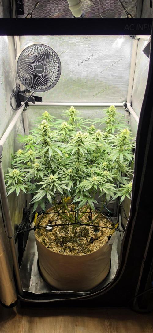 Gorilla Runtz - Living Soil. Week 9