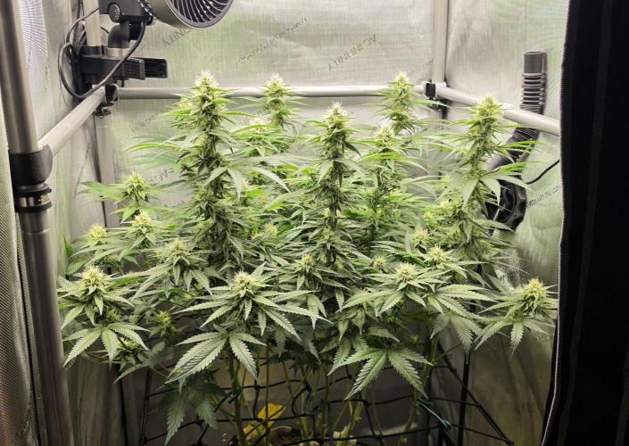 Gorilla Runtz - Living Soil. Week 9