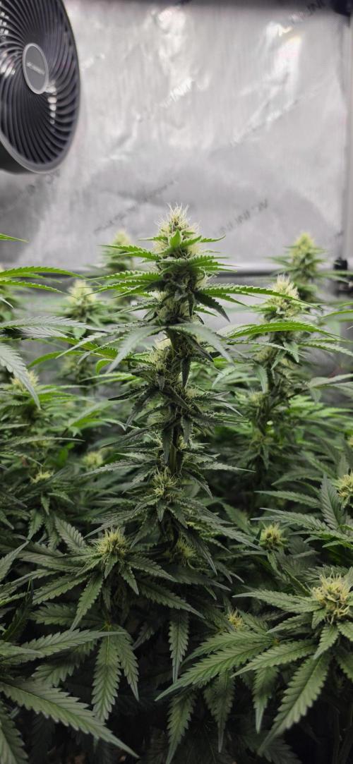 Gorilla Runtz - Living Soil. Week 9