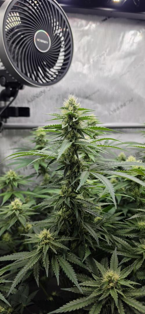 Gorilla Runtz - Living Soil. Week 9