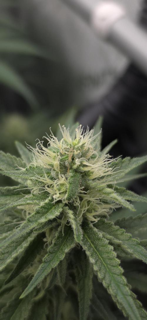 Gorilla Runtz - Living Soil. Week 9