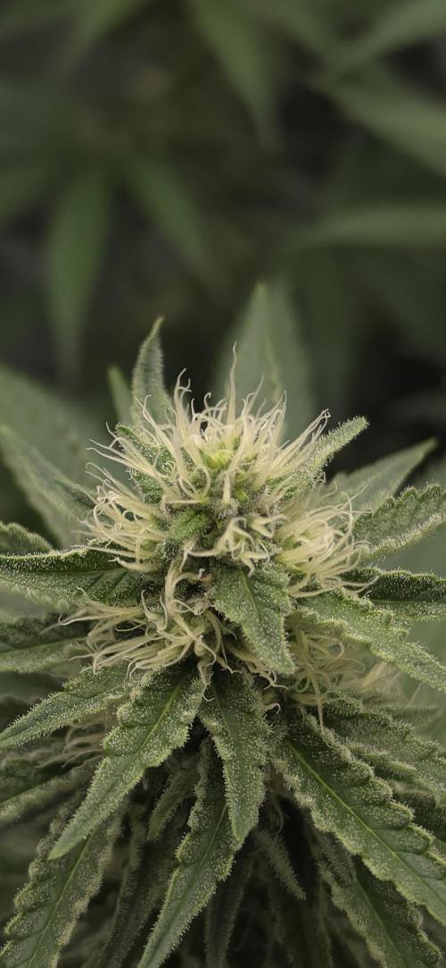 Gorilla Runtz - Living Soil. Week 9