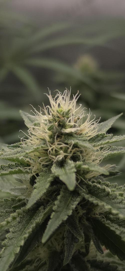 Gorilla Runtz - Living Soil. Week 9