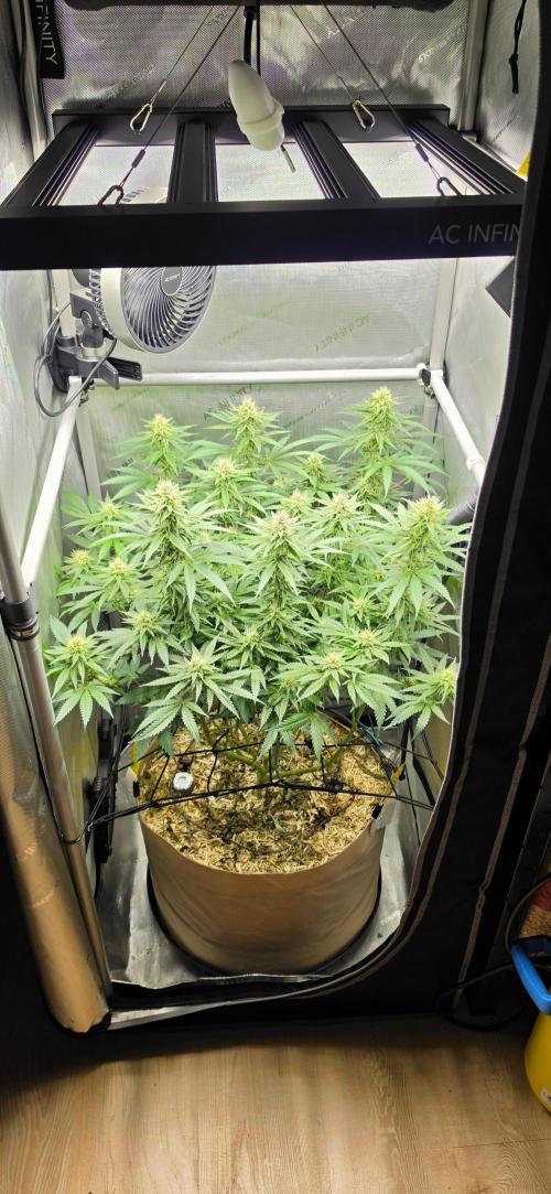 Gorilla Runtz - Living Soil. Week 10