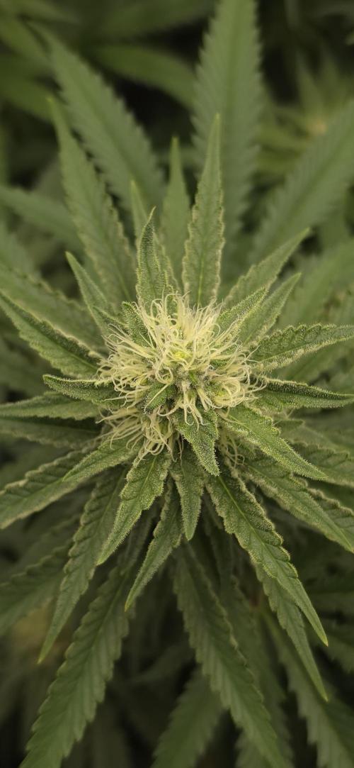 Gorilla Runtz - Living Soil. Week 10