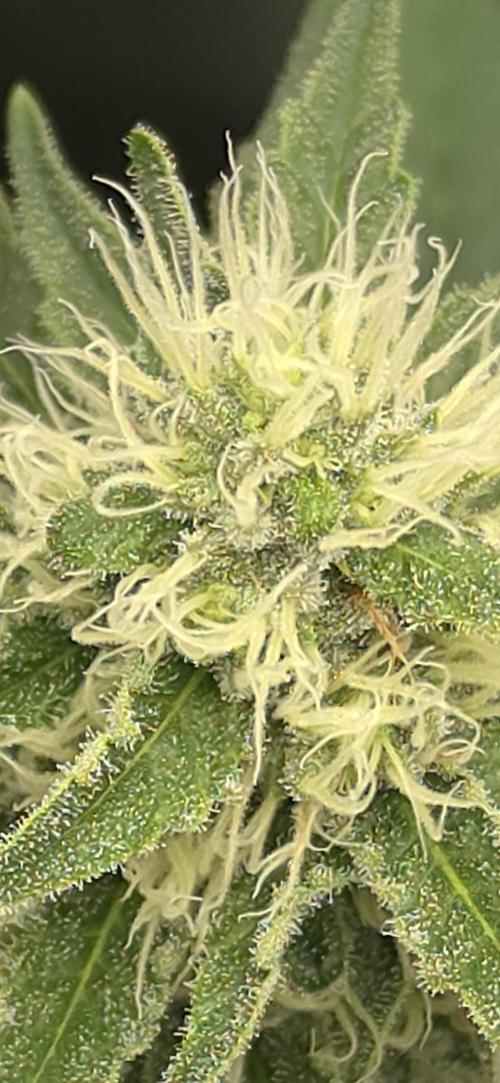 Gorilla Runtz - Living Soil. Week 10
