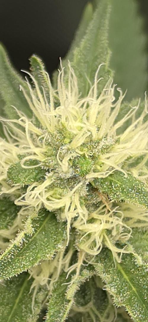 Gorilla Runtz - Living Soil. Week 10