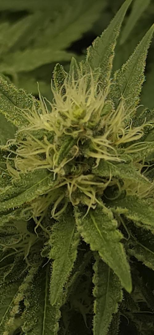 Gorilla Runtz - Living Soil. Week 10