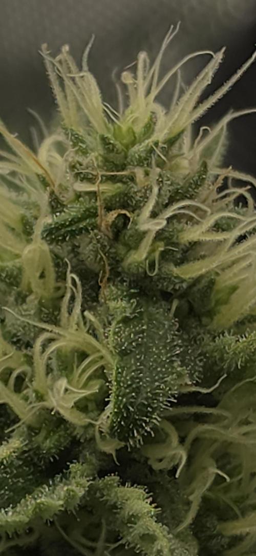 Gorilla Runtz - Living Soil. Week 10