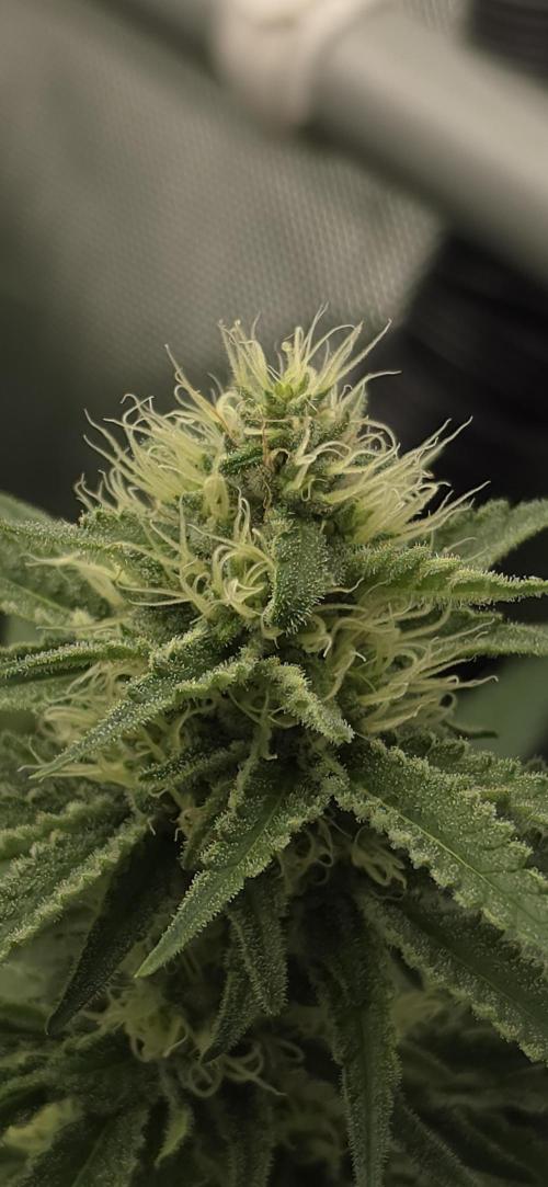 Gorilla Runtz - Living Soil. Week 10