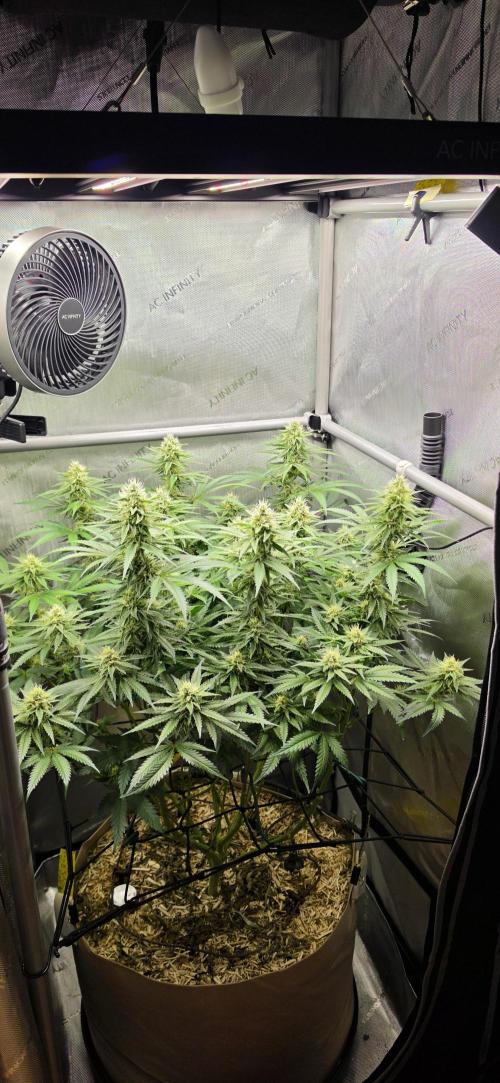 Gorilla Runtz - Living Soil. Week 10