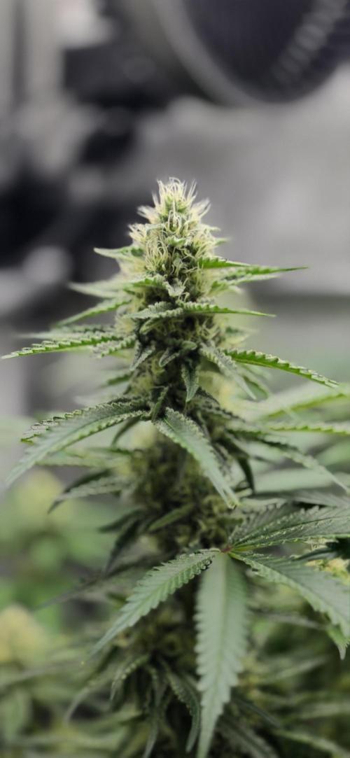 Gorilla Runtz - Living Soil. Week 10