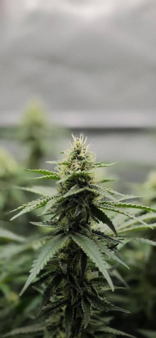 Gorilla Runtz - Living Soil. Week 10