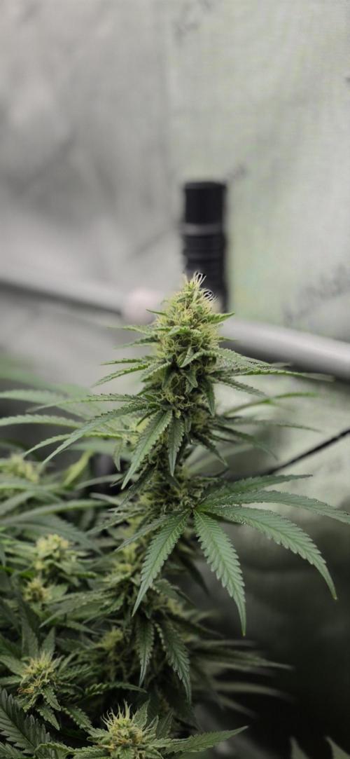 Gorilla Runtz - Living Soil. Week 10