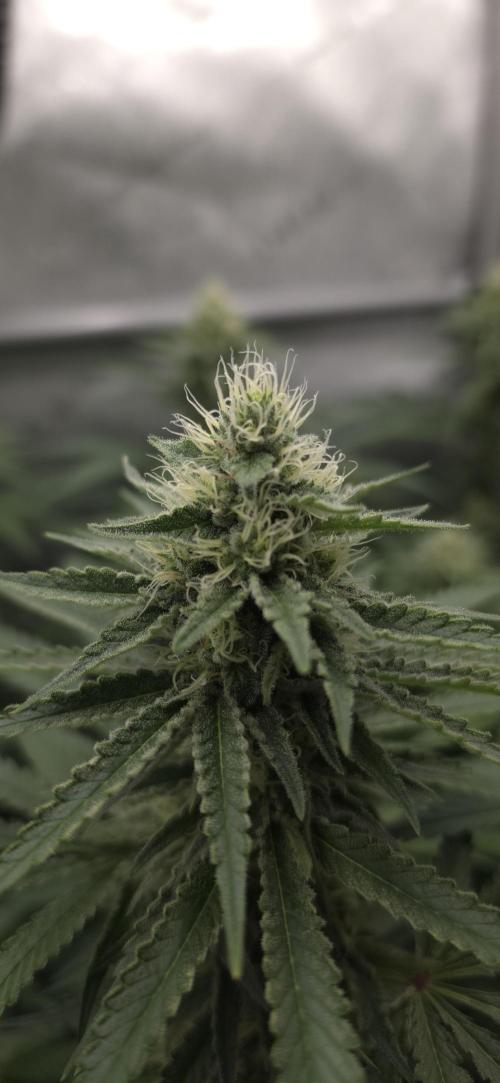Gorilla Runtz - Living Soil. Week 10
