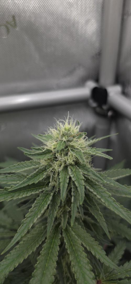 Gorilla Runtz - Living Soil. Week 10