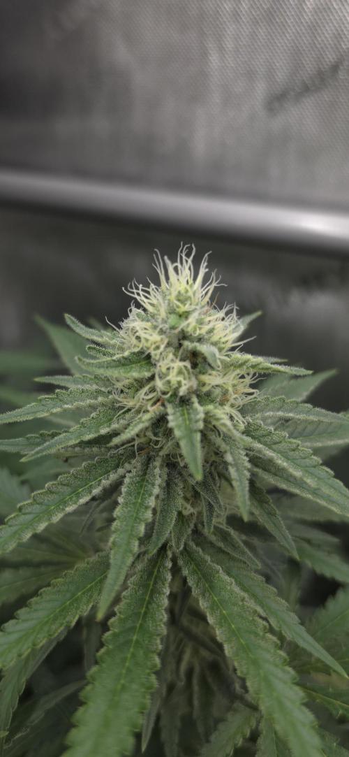 Gorilla Runtz - Living Soil. Week 10