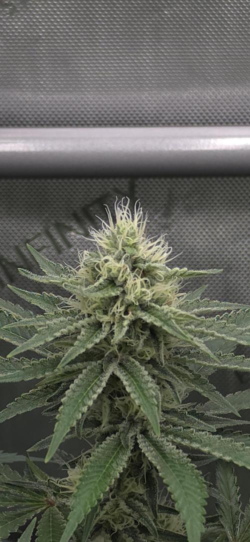 Gorilla Runtz - Living Soil. Week 10