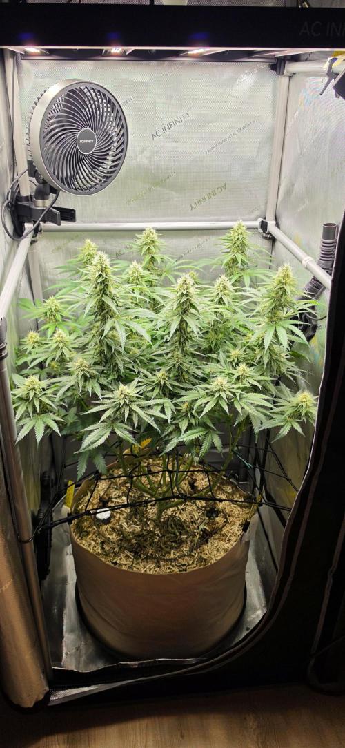 Gorilla Runtz - Living Soil. Week 10
