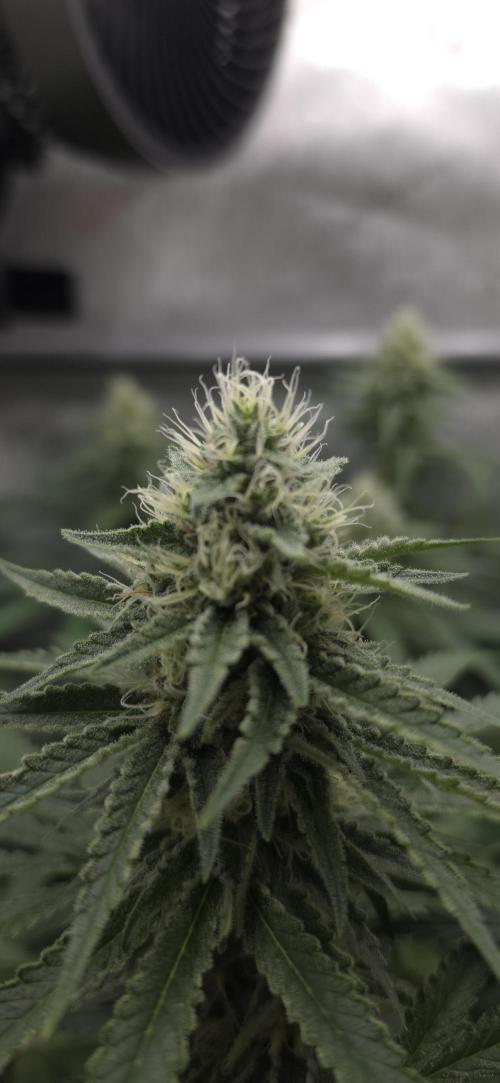 Gorilla Runtz - Living Soil. Week 10
