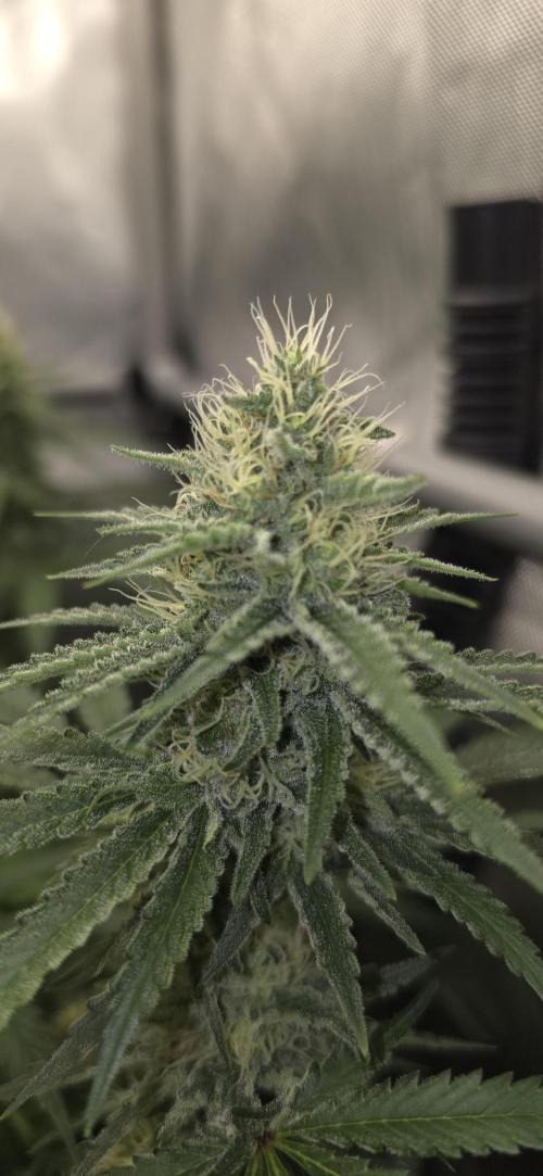 Gorilla Runtz - Living Soil. Week 10