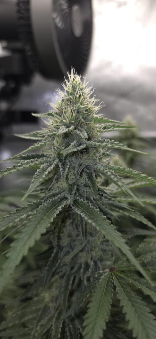 Gorilla Runtz - Living Soil. Week 10