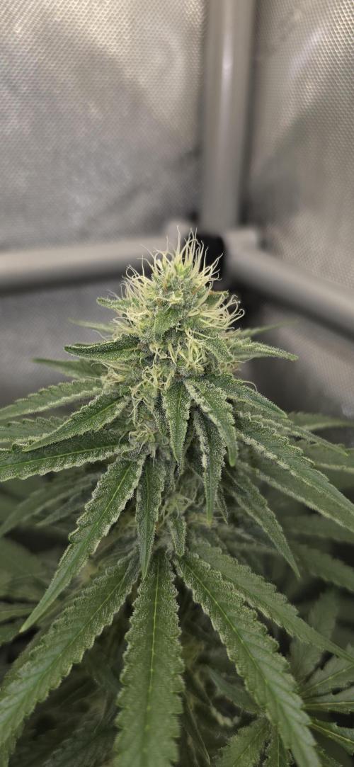 Gorilla Runtz - Living Soil. Week 10