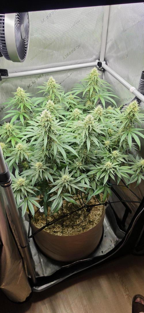 Gorilla Runtz - Living Soil. Week 10