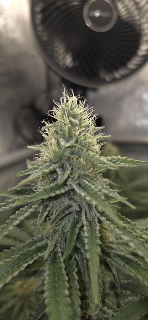 Gorilla Runtz - Living Soil. Week 10
