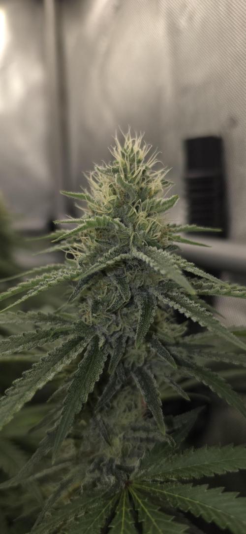 Gorilla Runtz - Living Soil. Week 10