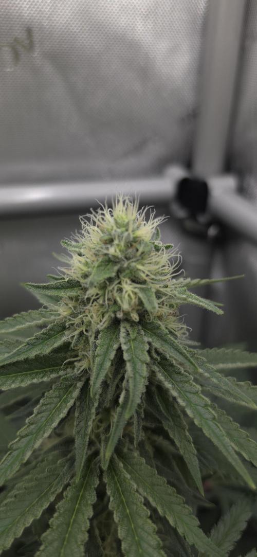 Gorilla Runtz - Living Soil. Week 10