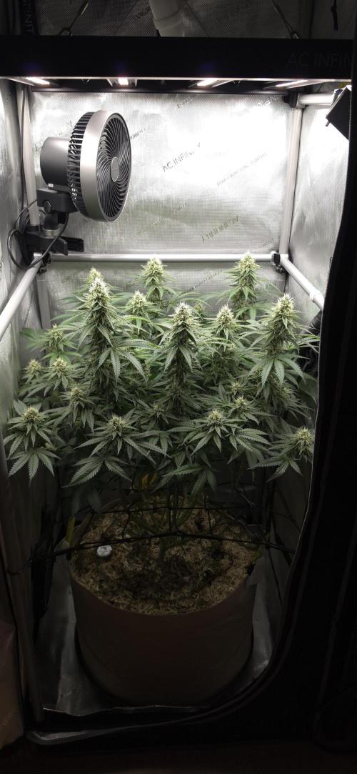 Gorilla Runtz - Living Soil. Week 10