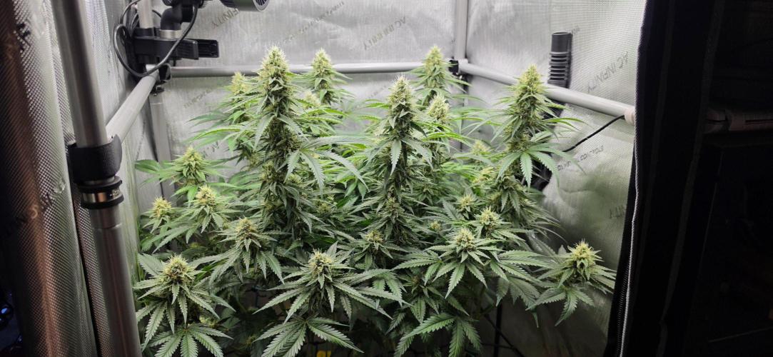 Gorilla Runtz - Living Soil. Week 10