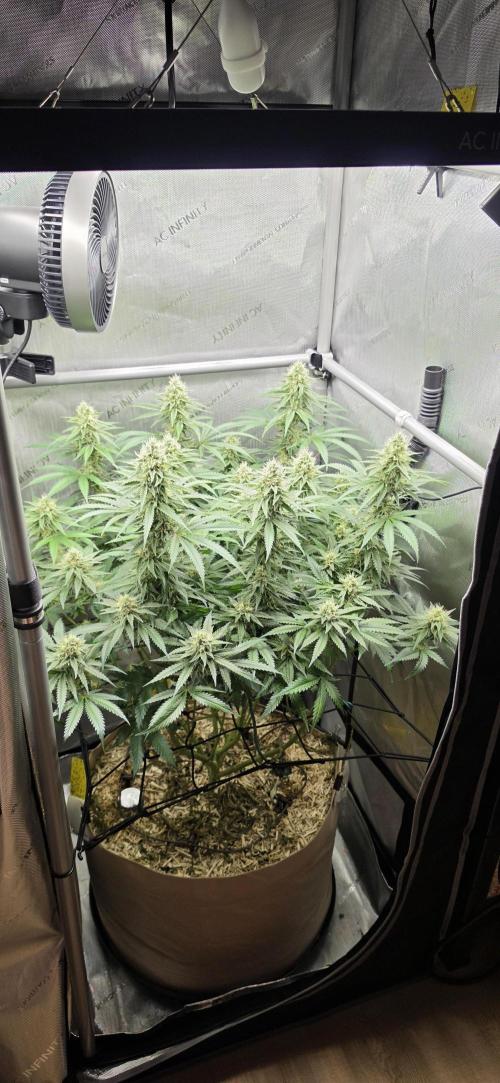 Gorilla Runtz - Living Soil. Week 10