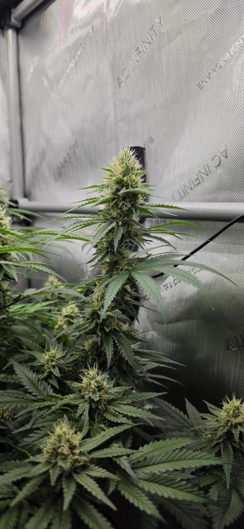 Gorilla Runtz - Living Soil. Week 10