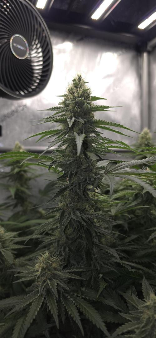 Gorilla Runtz - Living Soil. Week 10