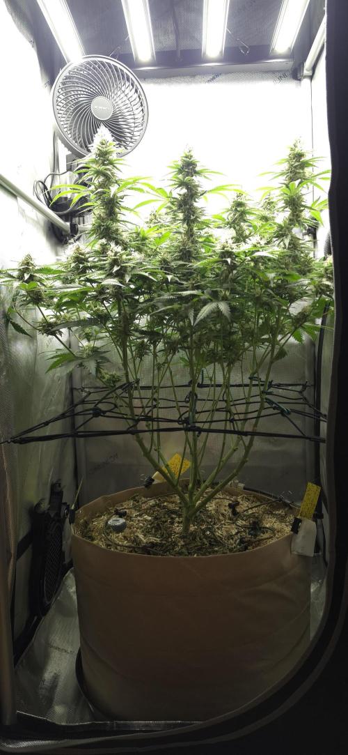 Gorilla Runtz - Living Soil. Week 11