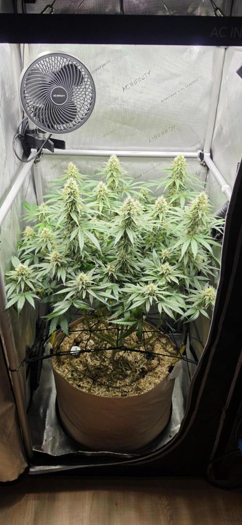 Gorilla Runtz - Living Soil. Week 11