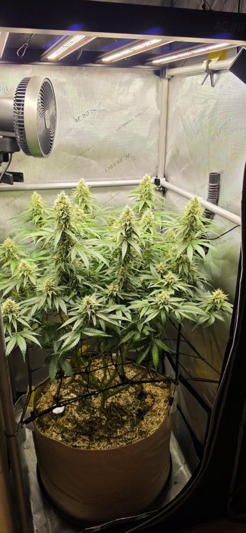 Gorilla Runtz - Living Soil. Week 11