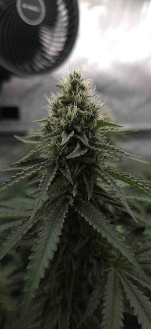 Gorilla Runtz - Living Soil. Week 11