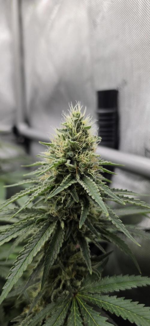 Gorilla Runtz - Living Soil. Week 11