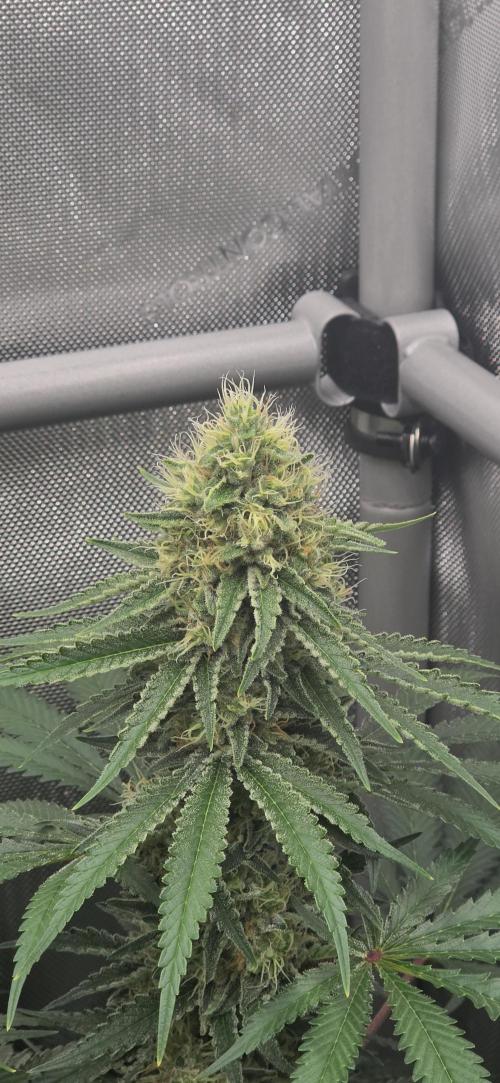 Gorilla Runtz - Living Soil. Week 11