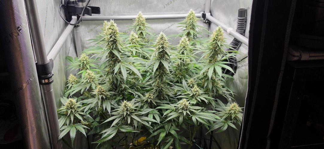 Gorilla Runtz - Living Soil. Week 11